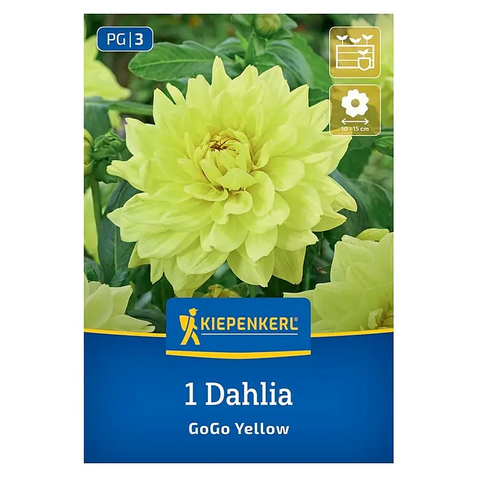 Kiepenkerl Dahlie Go Go Yellow - Dahlia x Hybrida, Mehrfarbig - Dahlie "GoGo Yellow": Ein sonnengelbes Prachtexemplar für Garten und Balkon, mit einer Blütengröße von 10-15 cm und der Kennzeichnung PG|3.