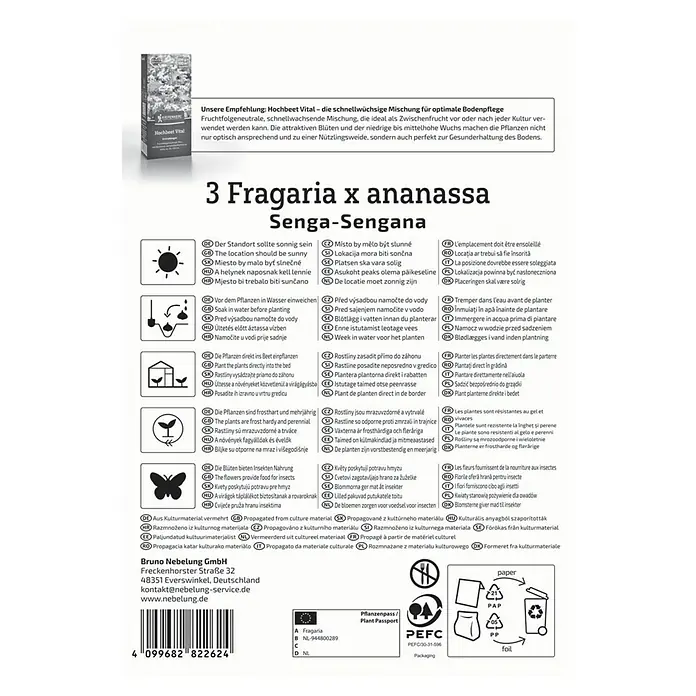 Kiepenkerl Obstsamen Erdbeer Senga-Sengana - Fragaria ananassa, Erntezeit: Mai - Produktabbildung: Erdbeerpflanze Fragaria x ananassa Senga-Sengana, eine frostharte und mehrjährige Sorte für sonnige Standorte.
