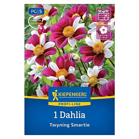 Kiepenkerl  Dahlie Twyning Smartie