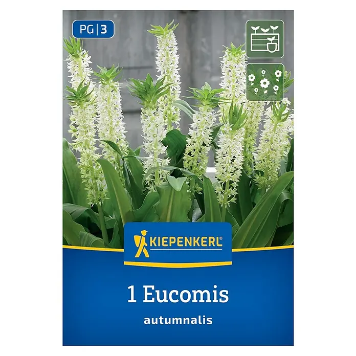 Kiepenkerl Blumensamenmischung Eucomis autumnalis - Eucomis autumnalis - Packung mit 1 Eucomis autumnalis-Blumenzwiebel. Die Eucomis autumnalis hat lange weiße Blütenstände.