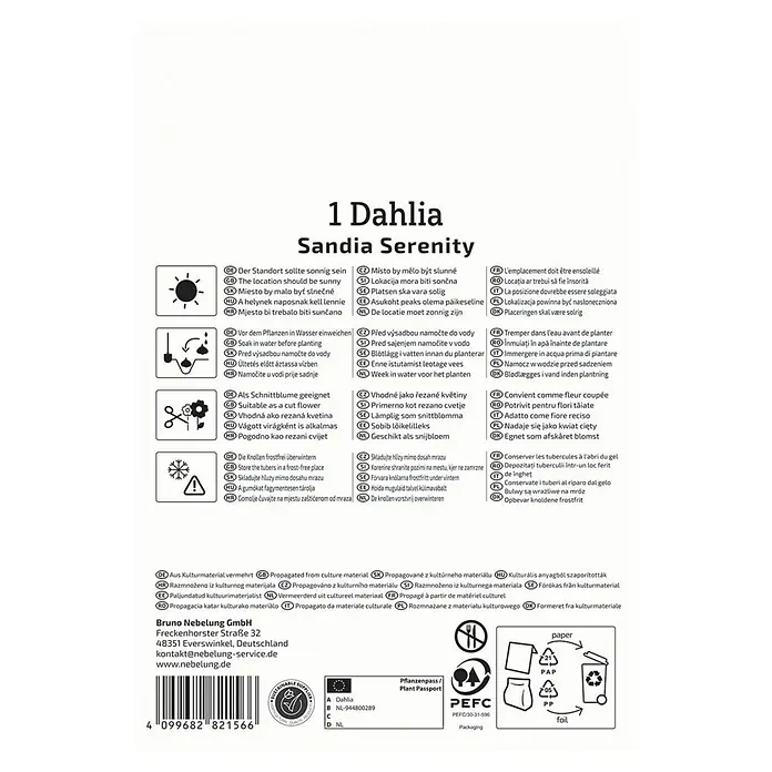 Kiepenkerl Dahlie Sandia Serenity - Dahlia x Hybrida, Mehrfarbig - Anleitung zur Pflanzung und Pflege einer 'Sandia Serenity' Dahlie, inklusive Standort, Bewässerung, Schnitt und Frostschutz.