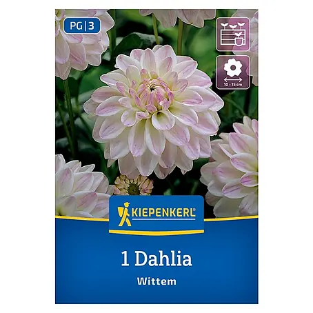 Kiepenkerl  Dahlie Wittem