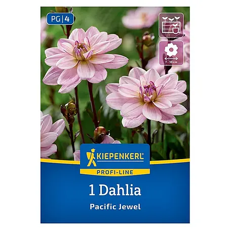Kiepenkerl  Dahlie Pacific Jewel