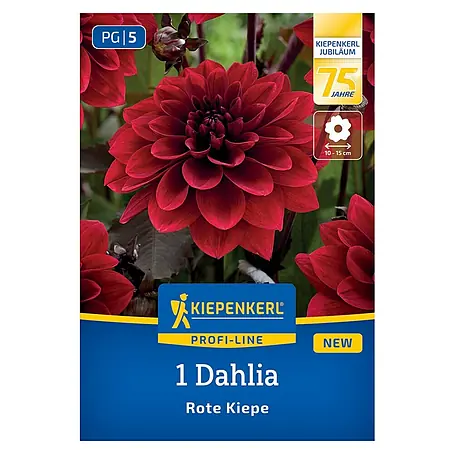 Kiepenkerl  Dahlie Rote Kiepe