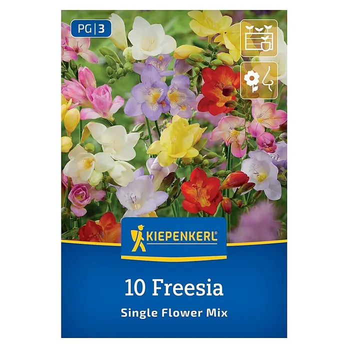 Kiepenkerl Blumensamenmischung Freesien Single Flower Mix - Begonia x Tuberhybrida - Produktbild der Kiepenkerl 10 Freesia Single Flower Mix Blumenzwiebeln. Eine farbenfrohe Mischung für den Garten oder Topf.
