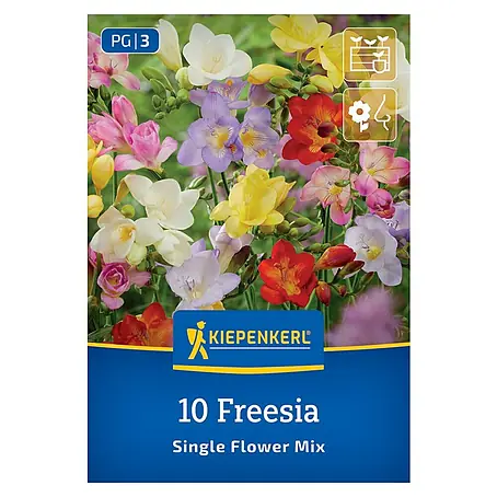Kiepenkerl  Blumensamenmischung Freesien Single Flower Mix