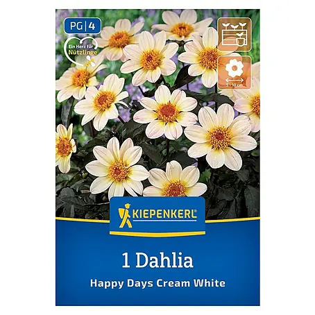 Kiepenkerl  Dahlie Happy Days Creamwhite