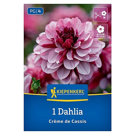 Kiepenkerl  Dahlie Crème de Cassis