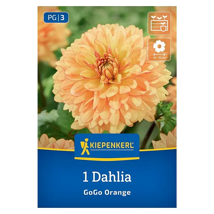Kiepenkerl Dahlie Go Go Orange - Dahlia x Hybrida, Mehrfarbig - Eine Dahlie 'GoGo Orange' Samenpackung von Kiepenkerl, mit einer leuchtend orangefarbenen Blüte im Vordergrund.