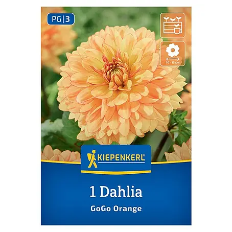 Kiepenkerl  Dahlie Go Go Orange