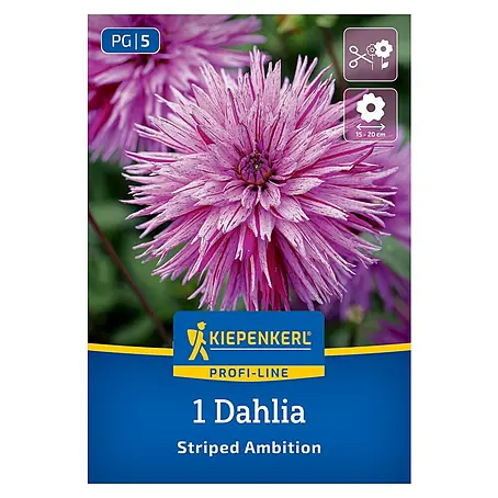 Kiepenkerl  Dahlie Striped Ambition