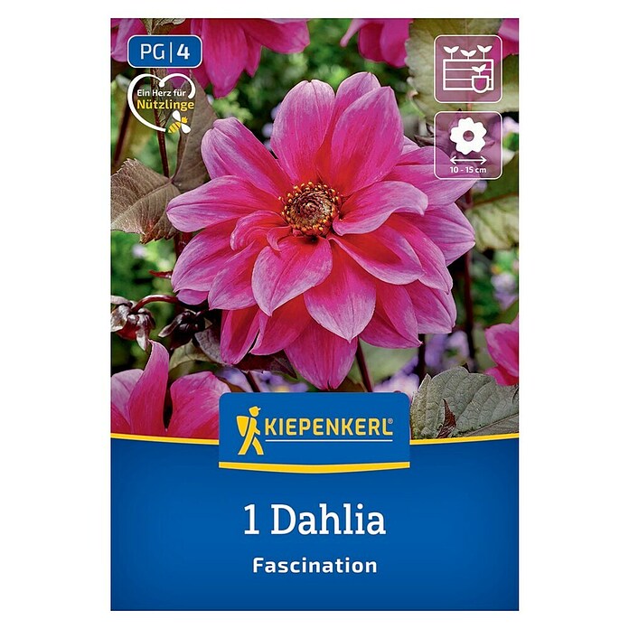 Kiepenkerl Dalija Fascination  (Dahlia x Hybrida, Večbarvna) | 8113 - Frühjahrsblumenzwiebeln | IBXA - Blumenzwiebeln | IBX - Blumenzwiebeln | IB - Grünpflanzen/Sämereien | I - Stadtgarten | BAUHAUS