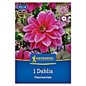Kiepenkerl Dalija Fascination  (Dahlia x Hybrida, Večbarvna) | 8113 - Frühjahrsblumenzwiebeln | IBXA - Blumenzwiebeln | IBX - Blumenzwiebeln | IB - Grünpflanzen/Sämereien | I - Stadtgarten | BAUHAUS