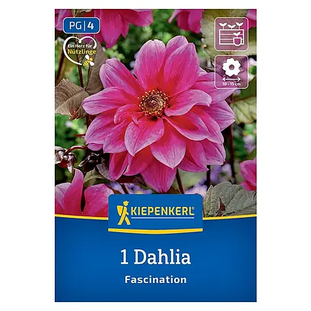 Kiepenkerl  Dahlie Fascination