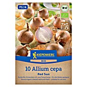 Kiepenkerl Bio Steckzwiebeln Schalotte Red Sun Gr. 7/15 (Allium cepa, Erntezeit: Juli) | BAUHAUS