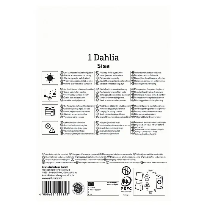 Kiepenkerl Dahlie Dahlie Sisa - Dahlia x Hybrida, Gelb - Produktanleitung für Dahlien 'Sisa' mit Hinweisen zu Standort, Bewässerung, Pflanzung in Töpfen und frostfreier Überwinterung.