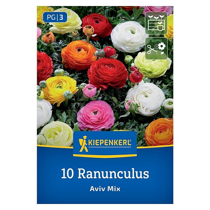 Kiepenkerl Mešana cvetlična semena zlatic Aviv Mix  (Ranunculus, Večbarvna) | 8113 - Frühjahrsblumenzwiebeln | IBXA - Blumenzwiebeln | IBX - Blumenzwiebeln | IB - Grünpflanzen/Sämereien | I - Stadtgarten | BAUHAUS