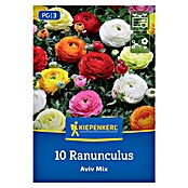 Kiepenkerl Mešana cvetlična semena zlatic Aviv Mix  (Ranunculus, Večbarvna) | 8113 - Frühjahrsblumenzwiebeln | IBXA - Blumenzwiebeln | IBX - Blumenzwiebeln | IB - Grünpflanzen/Sämereien | I - Stadtgarten | BAUHAUS