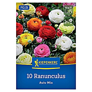 Kiepenkerl Mešana cvetlična semena zlatic Aviv Mix (Ranunculus, Večbarvna)