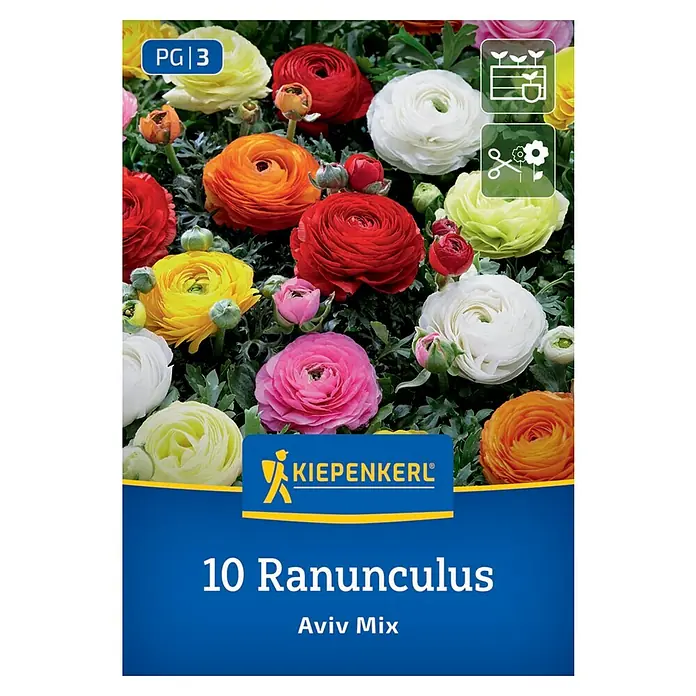 Kiepenkerl Blumensamenmischung Ranunkelmischung Aviv Mix - Ranunculus, Mehrfarbig - Das Bild zeigt eine Packung "10 Ranunkeln Aviv Mix" von Kiepenkerl, mit einer bunten Mischung von Ranunkeln in voller Blüte.