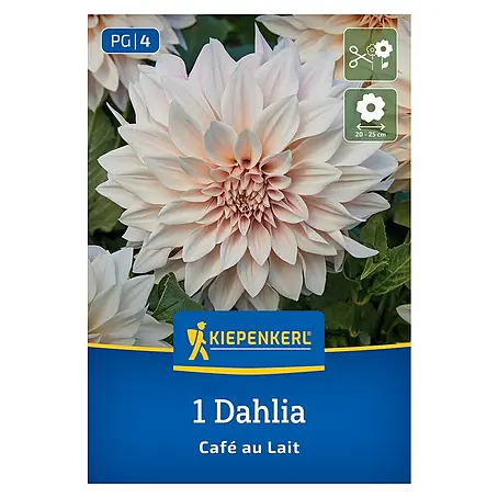 Kiepenkerl  Dahlie Café au Lait