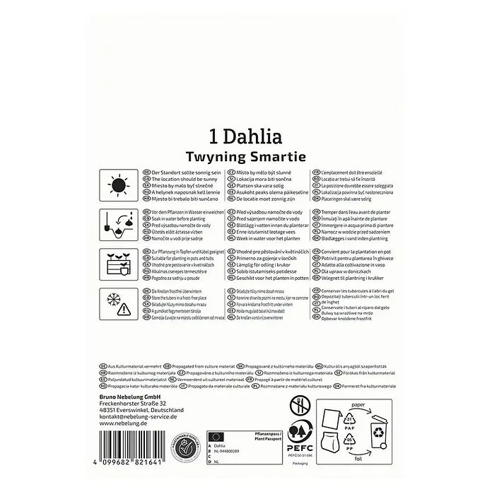 Kiepenkerl Dahlie Twyning Smartie - Dahlia x Hybrida, Mehrfarbig - Anleitung zur Anpflanzung einer Twyning Smartie Dahlie, mit Hinweisen zu Standort, Bewässerung und Lagerung.