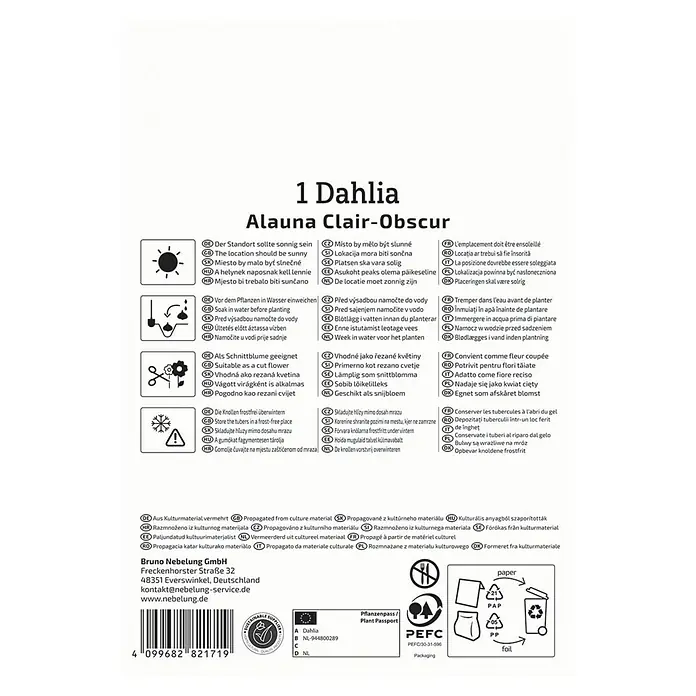 Kiepenkerl Dahlie Alauna Clair Obscure - Dahlia x Hybrida, Mehrfarbig - Pflegehinweise für Dahlien 'Alauna Clair-Obscur' mit Symbolen zu Standort, Bewässerung, Schnitt und Winterlagerung.