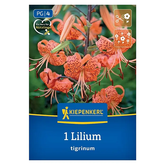 Kiepenkerl Blumensamenmischung Lilie Tigrinum - Lilium Tigrinum - Bild einer Lilium tigrinum-Pflanze mit orangefarbenen Blüten und dunklen Flecken. Die Pflanze ist auf einer blauen Verpackung abgebildet.