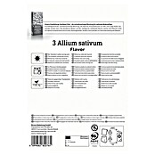 Kiepenkerl Knoblauch Flavor (Allium sativum) | BAUHAUS