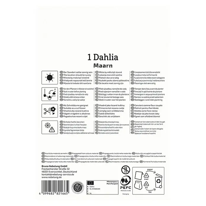 Kiepenkerl Dahlie Maarn - Dahlia x Hybrida, Mehrfarbig - Produktinformationen für 1 Dahlia Maarn, Anweisungen zu Standort, Bewässerung, Schnitt und Lagerung.