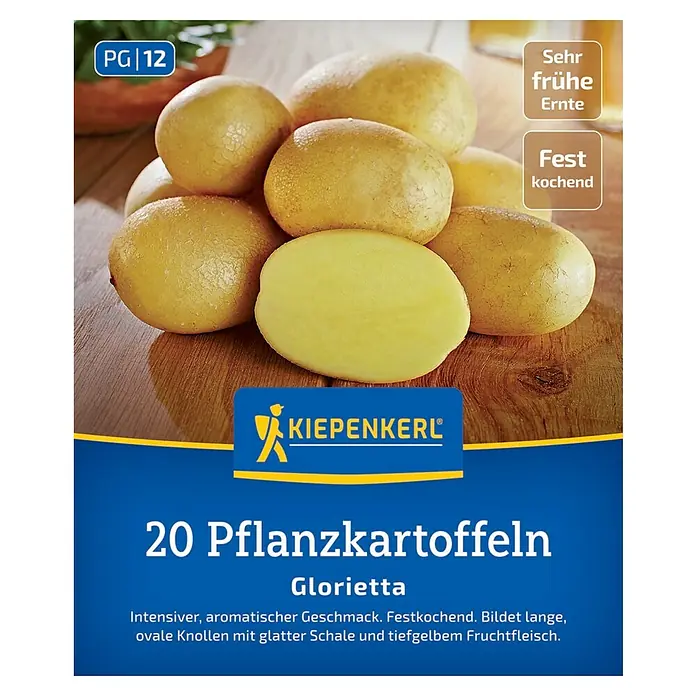 Kiepenkerl Pflanzkartoffeln Glorietta - Solanum tuberosum, 20 Stk., Erntezeit: Juni - Abbildung der 'Glorietta' Pflanzkartoffeln, einer festkochenden Sorte mit gelbem Fruchtfleisch, ideal für frühe Ernten.