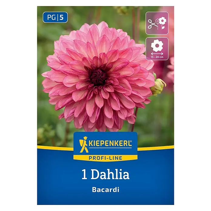 Kiepenkerl Dahlie Bacardi - Dahlia x Hybrida, Mehrfarbig - Eine Nahaufnahme einer rosafarbenen 'Bacardi' Dahlie von Kiepenkerl, die ihre üppigen Blütenblätter und ihre ideale Schnittblumeneignung zeigt.