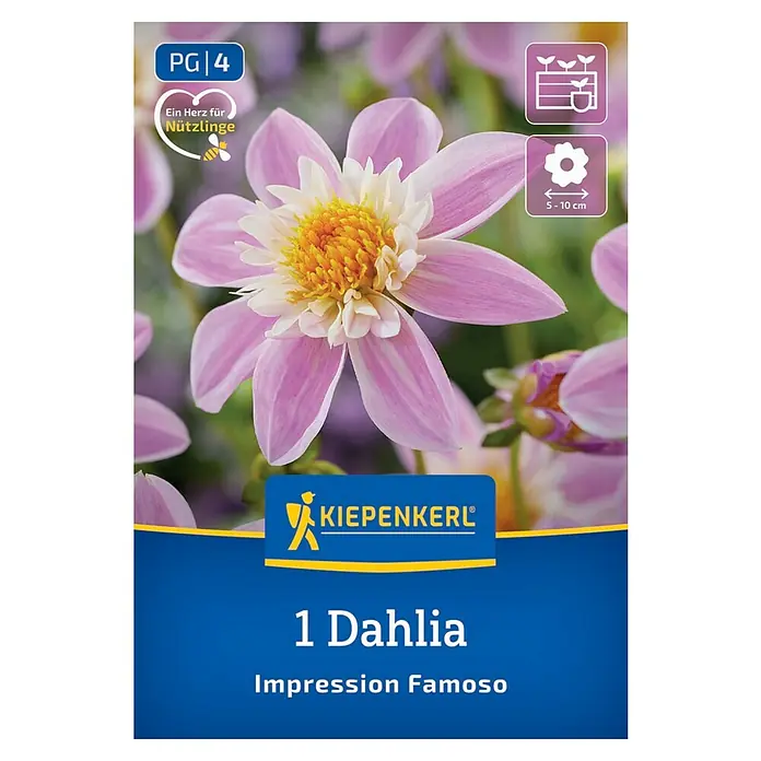 Kiepenkerl Dahlie Impression Famoso - Dahlia x Hybrida, Mehrfarbig - Dahlienproduktbild mit einer rosa-weißen Blüte und dem Kiepenkerl-Logo. Eine "Impression Famoso" Dahlie, ideal für jeden Garten.