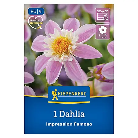 Kiepenkerl  Dahlie Impression Famoso
