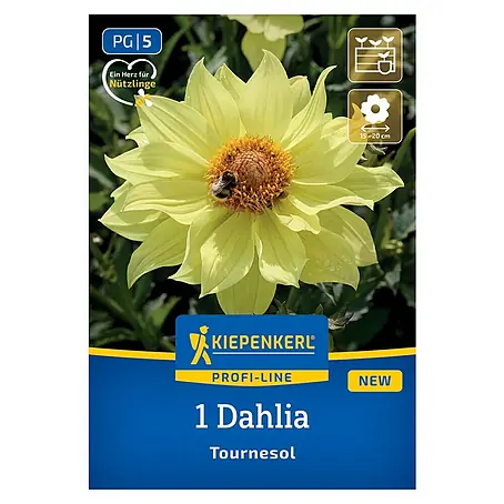 Kiepenkerl  Dahlie Tournesol