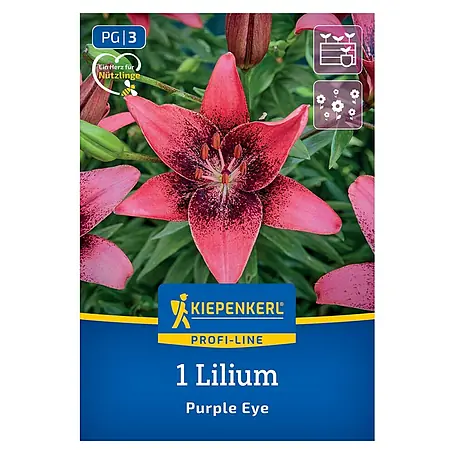 Kiepenkerl  Blumensamenmischung Lilie Purple Eye