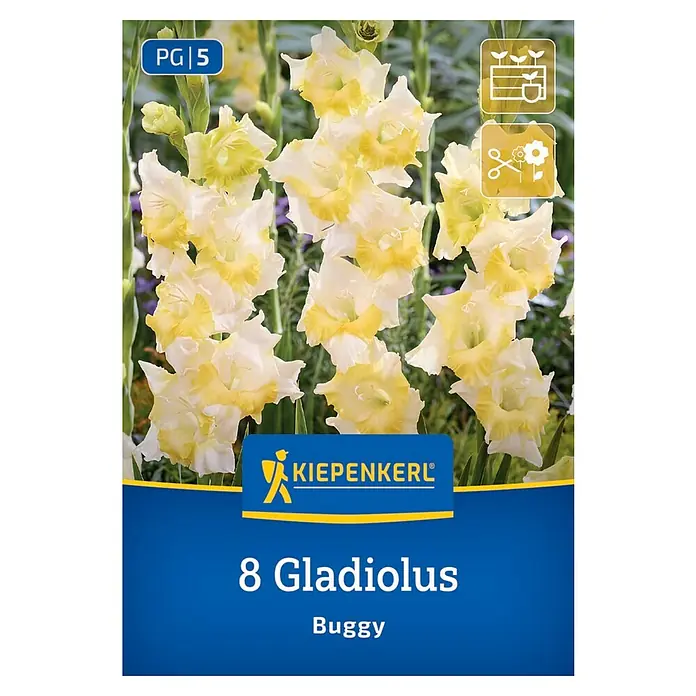 Kiepenkerl Blumensamenmischung Gladiolus Buggy - Gladiolus x Hybrida - Blumenzwiebelpackung mit 8 Gladiolen "Buggy" von Kiepenkerl, ideal für farbenfrohe Sommerblumen in Ihrem Garten oder als Schnittblumen.