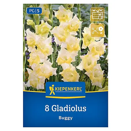 Kiepenkerl  Blumensamenmischung Gladiolus Buggy