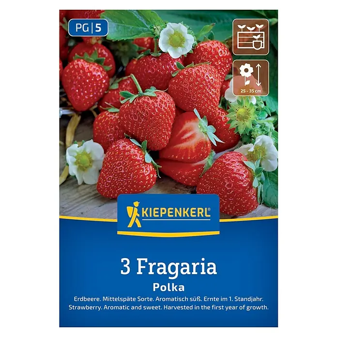 Kiepenkerl Obstsamen Erdbeer Polka - Fragaria ananassa, Erntezeit: Mai - Samentüte Kiepenkerl "Fragaria Polka": Erdbeersamen für aromatische, süße Erdbeeren im ersten Jahr.