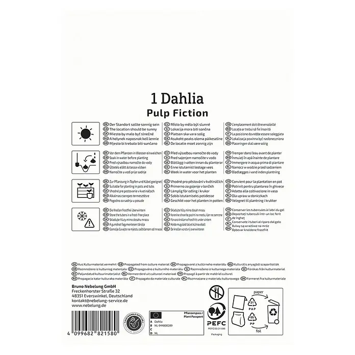 Kiepenkerl Dahlie Pulp Fiction - Dahlia x Hybrida, Mehrfarbig - Produktbild: Pflanzanleitung für 1 'Dahlia Pulp Fiction' mit Symbolen und Text für ideale Pflanzung und Pflege.
