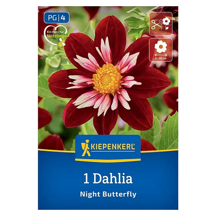 Kiepenkerl Dahlie Night Butterfly - Dahlia x Hybrida, Mehrfarbig - Produktbild einer Dahlienknolle "Night Butterfly" von Kiepenkerl. Die Blüte ist dunkelrot mit weißen Akzenten und einem gelben Zentrum.