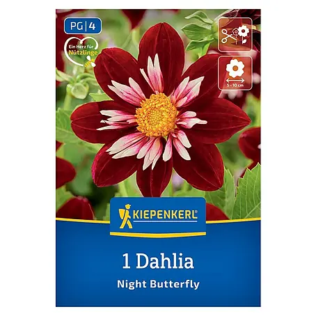 Kiepenkerl  Dahlie Night Butterfly
