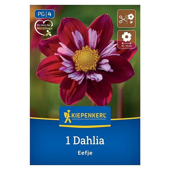 Kiepenkerl Dahlie Eefje - Dahlia x Hybrida, Mehrfarbig - Produktbild einer ‘1 Dahlia Eefje‘ Blumenzwiebelpackung mit einer purpurroten Dahlie mit einem gelben Herzen und weißen Spitzen.