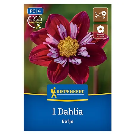 Kiepenkerl  Dahlie Eefje
