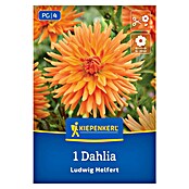 Kiepenkerl Dalija Ludwig Helfert  (Dahlia x Hybrida, Večbarvna) | 8113 - Frühjahrsblumenzwiebeln | IBXA - Blumenzwiebeln | IBX - Blumenzwiebeln | IB - Grünpflanzen/Sämereien | I - Stadtgarten | BAUHAUS