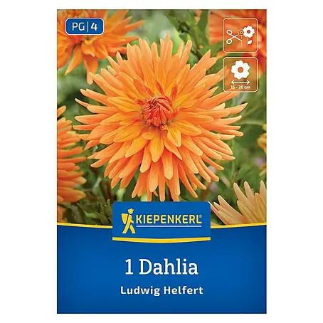 Kiepenkerl  Dahlie Kaktus Ludwig Helfert