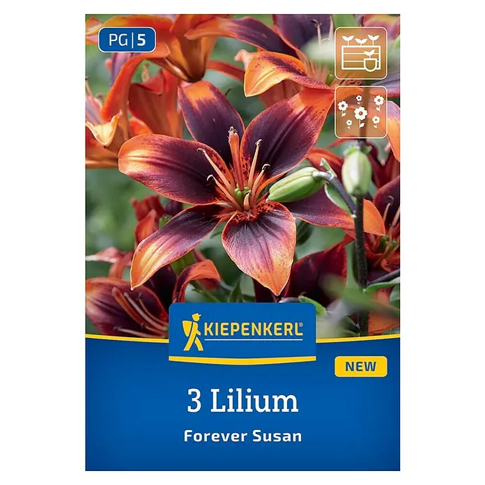 Kiepenkerl Blumensamenmischung Lilie Forever Susan - Lilium x Hybrida - Produktbild von "3 Lilium Forever Susan". Die Lilien haben eine auffällige dunkelrote bis orangefarbene Farbgebung.