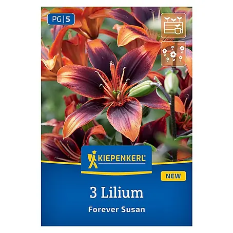 Kiepenkerl  Blumensamenmischung Lilie Forever Susan