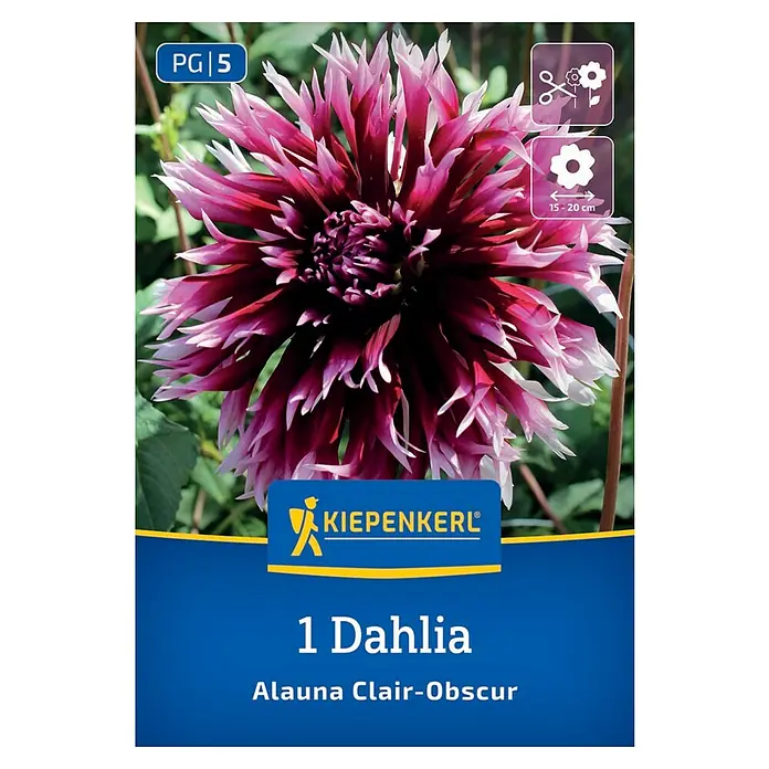 Kiepenkerl Dahlie Alauna Clair Obscure - Dahlia x Hybrida, Mehrfarbig - Produktbild einer 'Alauna Clair-Obscur' Dahlie von Kiepenkerl, mit dunklen, spitz zulaufenden Blütenblättern, die ins Weiße übergehen.