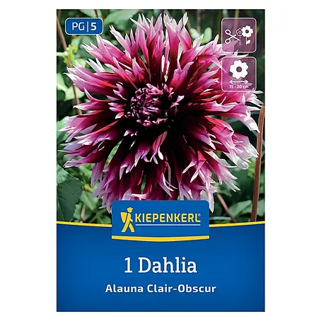 Kiepenkerl  Dahlie Alauna Clair Obscure